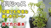 塊根植物 多肉植物 センナメリディオナリスの発根までの軌跡 センナの発根方法見せちゃいます Youtube 塊根植物 多肉植物 センナメリディオナリスの発根までの軌跡 センナの発根方法見せちゃいます Youtube