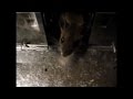 How to trap and rid your house of mice. How to trap and rid your house of mice.