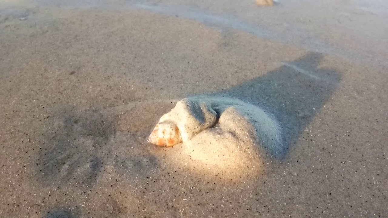 Babylonia spirata snail in sand flats at low tide