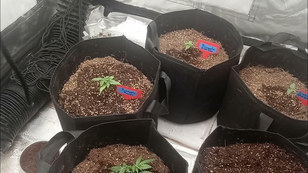 How much to water autoflowers. watering when dry YouTube