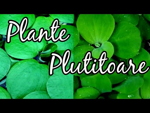 Video: Cum plutesc plantele plutitoare pe apă?