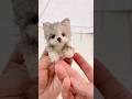 【モールで作った犬】可愛いうちの子❤️ヨーキー #愛犬　Cute puppy! pipecleaners #pipecleanercrafts #モール人形 #ヨーキー