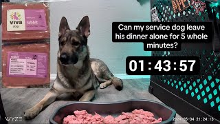 “Leave it” Challenge with Lucifer the Service Dog