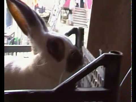 \"ადიდასას\" განმეორებითი შეჯვარება მე-7 დღეს!  26/12/19