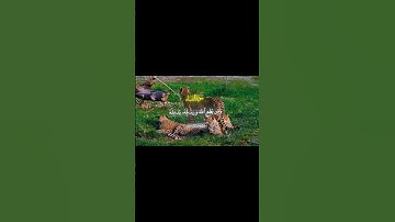 تلاوه هادئه وعذبه من القارئ الشيخ ياسر الدوسري #قرآن_كريم #المصحف #تلاوة_هادئة #راحه_نفسيه #ارح_قلبك