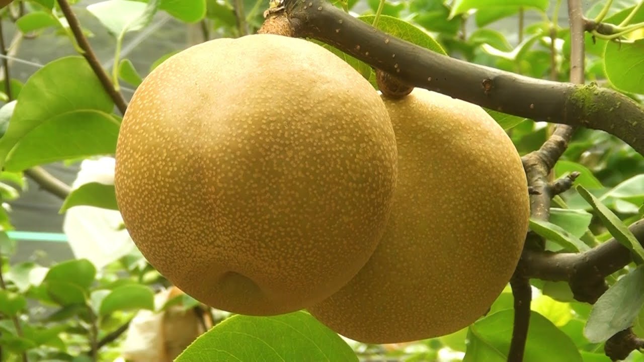 Agro Saúde e Cooperação - Produção de Pera