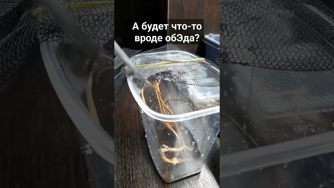 Убеждаю Avicularia versicolor, что таракан съедобный#пауки#паукптицеед#природа#животные#spider