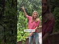 If you want 2x the harvests you have to start growing up!(with trellises) #garden #trellis #plants