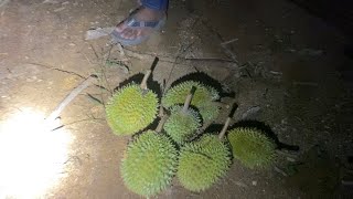 Going on an adventure to find durian at night