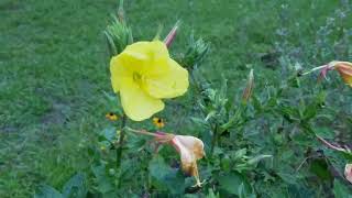 Evening Primrose Opening @ Gold Hill Plant Farm, June 30, 2018