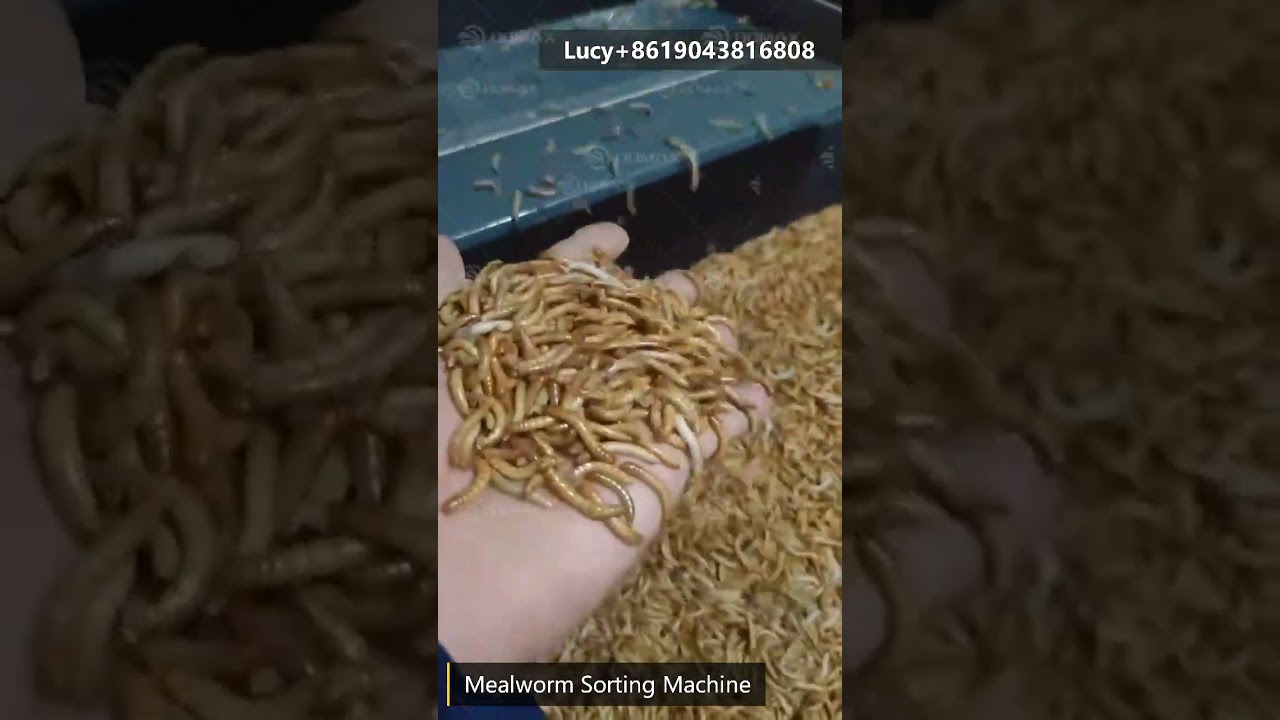 Hot Sale Yellow Mealworm Screening Machinery Superworm Separator Tenebrio Molitor Sorting Machine