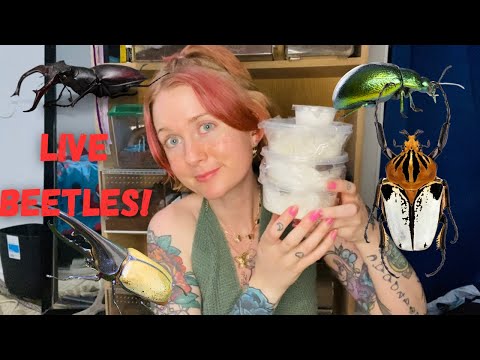 Epic Live Pet Beetle Haul From Bugsincyberspace 