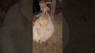 Golden Magnar with mammagoat wives and babygoats at Escambia Lakes Goat Refuge on 2026-03-26