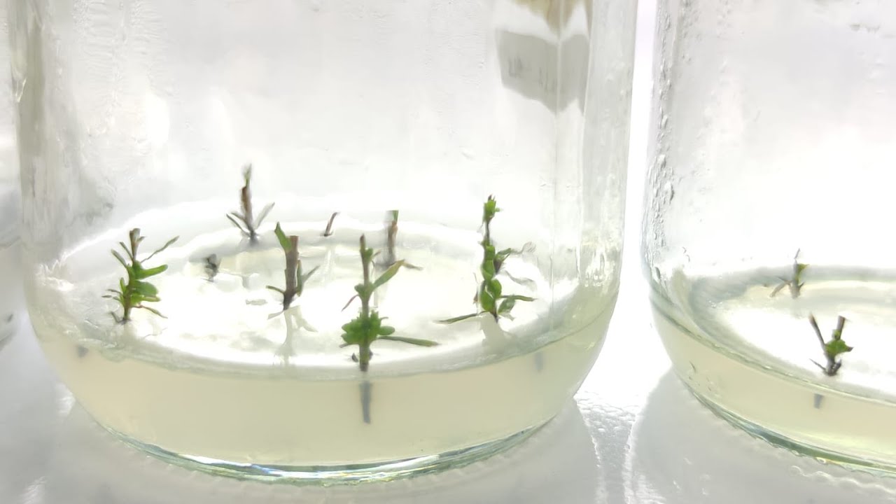 Tissue Culture: Revolutionizing Essential Oil Production for Hardwood Plants