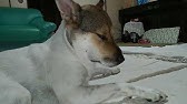 柴犬サブ If Shiba Inu Is Bitten By A Pit Viper マムシに咬まれたら ラッキー みやこ寿司 多賀の里 愛知 常滑 Youtube