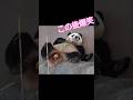 【べんぴはこうしましゅ】楓浜のダンゴが詰まり手を使った💦 #panda #パンダ #shorts