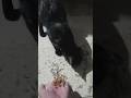 วันนี้ให้อาหารปลาแบบถังดักฅ อยากใช้ทัพพี #cute #trending #viral