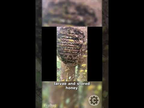 Harvesting Honey From a Massive Hornet Nest 🐝