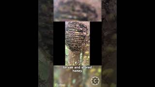 Harvesting Honey From A Mive Hornet Nest