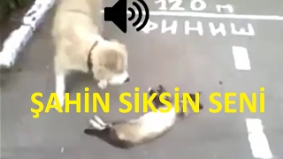 şahin siksin seni Resimi