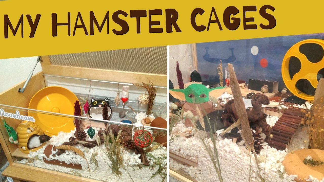 Adding enrichment to my hamster cages YouTube