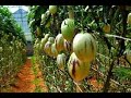 Pepino melon  farming in nepal            