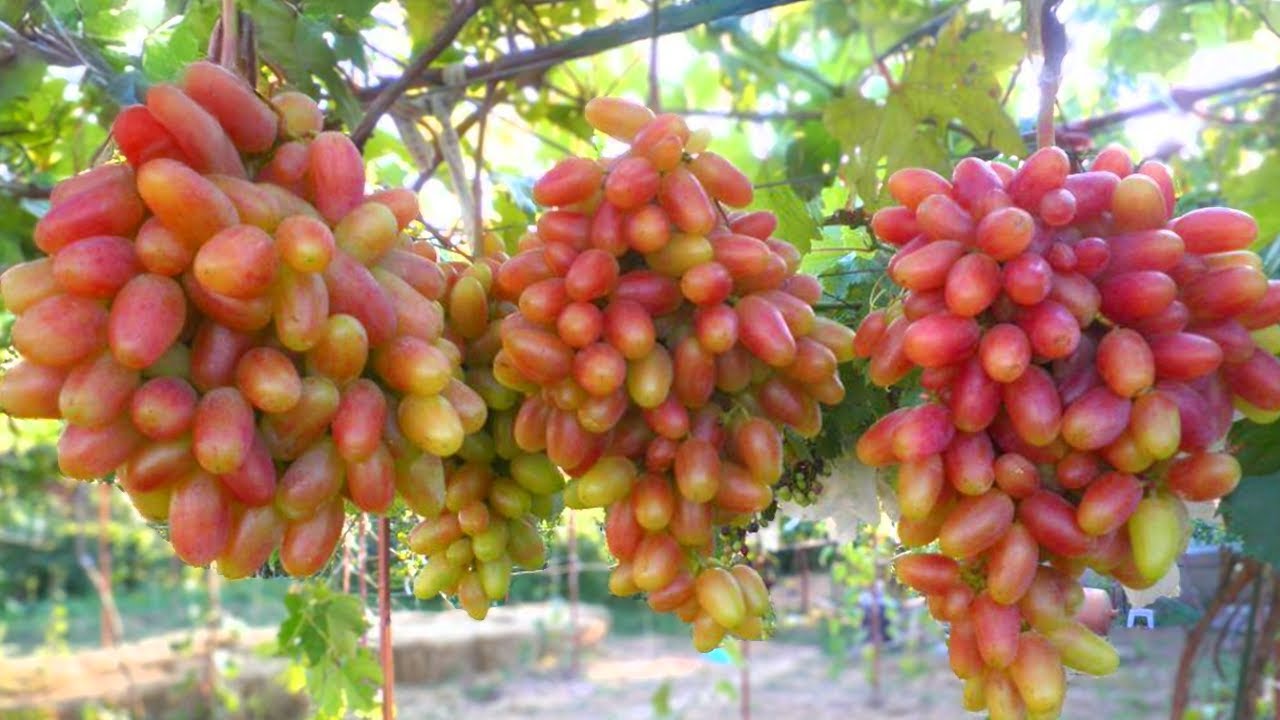 Preobrazsenyije Bemutató Magyarul