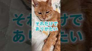 猫との20年で、心配のしかたが変わりました【20歳チャトラ女子】【猫】#cat #cute #seniorcat #shorts