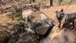 Outdoor Adventures with the Switch Hippie - Hiking with Bella