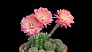 BLOOM time lapse short film flowers and fireworks 2019 screenshot 2