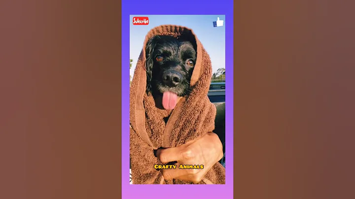 Watch the video about Funny Cats 😹😸 Cute Cats 😺 Cute Kittens 😻 Funny Dog Videos AND A LION AT THE END #shorts #catcattyfun