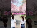 ノートンビート「桜並木道 / Whiteberry」Norton Beat【Cover】