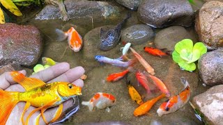 catch colorful ornamental fish, betta fish, koi fish, channa, manfish, catfish,guppy,molly,turtles