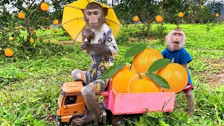 Bim Bim Took The Baby Monkey To Harvest Oranges Outdoors. The Happiest Little Monkey In The World