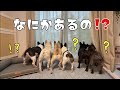 雨の日のすったもんだｗうちの窓辺がギュウギュウすぎて笑える