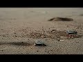 The Miracle of Nature: Our Caretta Carettas Meet the Sea 🐢🌊
