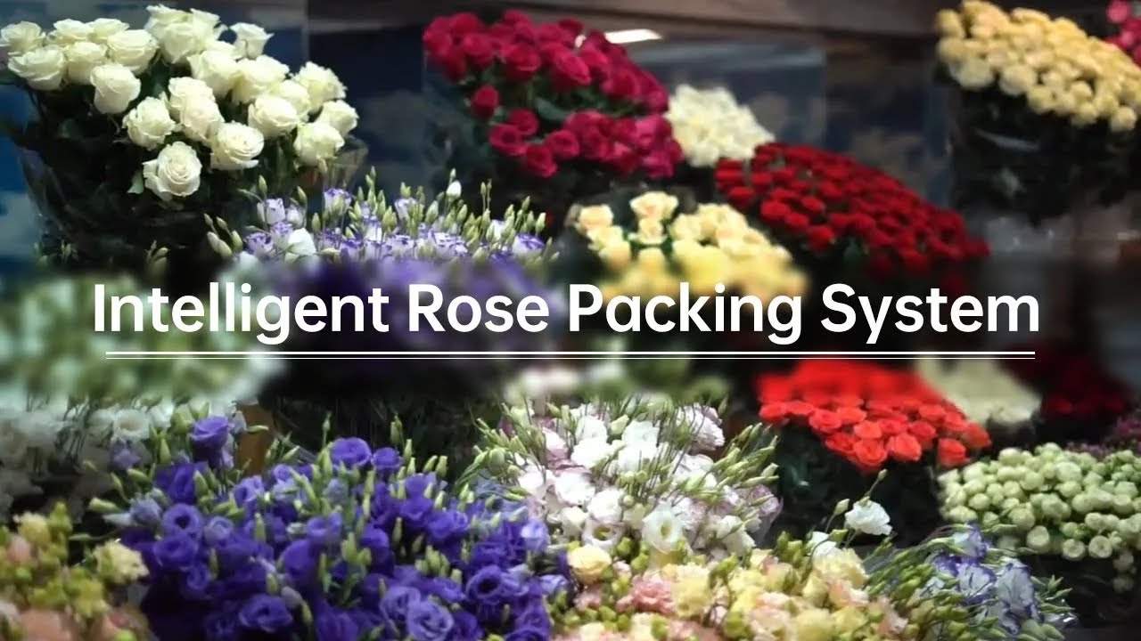 The Future of Flower Packing: Fully Automated Rose Bundler | 220 Bouquets/Hour!