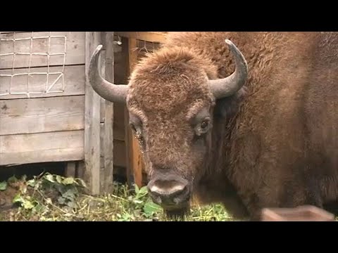 Video: Come I Bisonti Sono Tornati Nella Riserva Naturale Del Caucaso