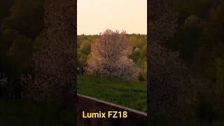 Forget Smartphones, Use a 2008 Lumix for Nature Walks
