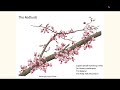 Redbuds webinar small flowering trees for your garden