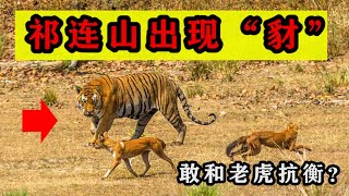 祁连山出现“豺”，位列猛兽之首的豺，它真能杀死老虎？