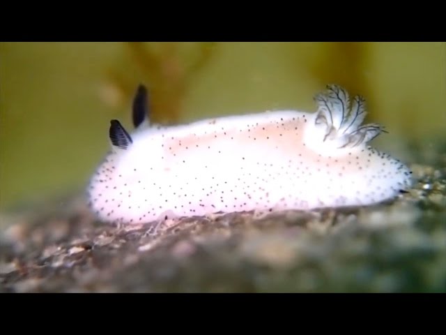 These Strange Slugs are the Bunnies of the Sea class=