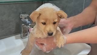 Rescued Puppy’s FIRST Bath — His Reaction Is Priceless