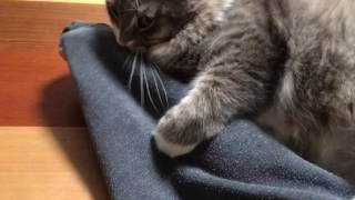 噛み続ける猫 ノルウェージャンフォレストキャットContinue to bite.Norwegian Forest Cat.
