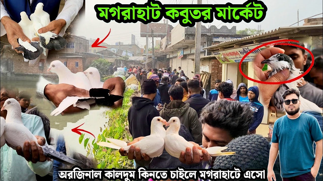 অরজিনাল কালদুম কিনতে চাইলে মগরাহাট কবুতর মার্কেটে এসো