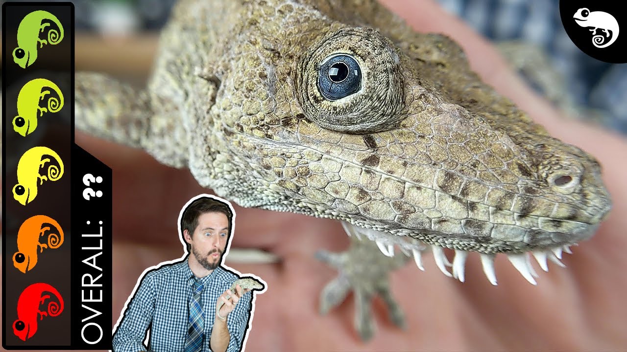 Cuban False Chameleon, The Best Pet Lizard? - YouTube