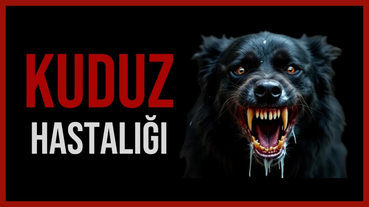 Kuduz Nedir? Nasıl Bulaşır? Tedavisi Var mı?