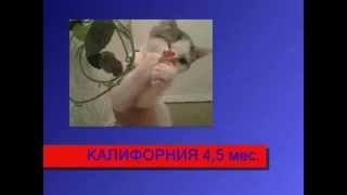 калифорния калифорния