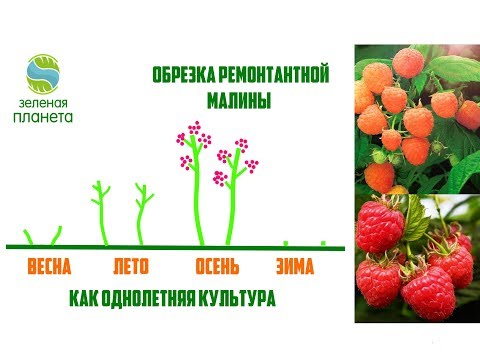 Зачем косить ремонт малины осенью