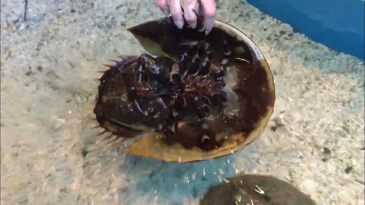 Horseshoe Crabs at Ripley's Aquarium in Gatlinburg, TN YouTube